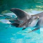 Mirušo delfīnu sapņu interpretācija.  Kāpēc jūs sapņojat par delfīniem?  Sapņu interpretācija: delfīni jūrā nozīmē grūtniecību
